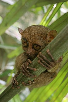 Tarsius Syrichta